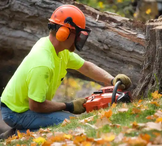 tree services La Villita